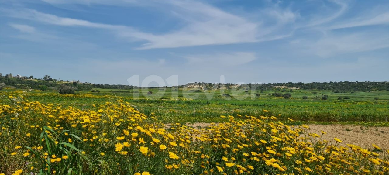 LAND FOR SALE IN BOLTAŞLI