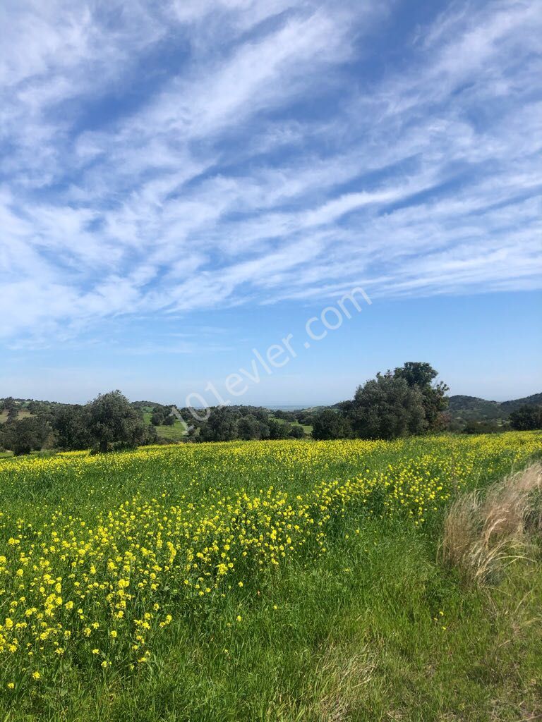A TOTAL OF 40 ACRES OF FIELD FOR SALE IN THE VILLAGE OF TURNALAR, CONNECTED TO THE PIER-KANTARA (ACRE PRICE: 6000 STG) ** 