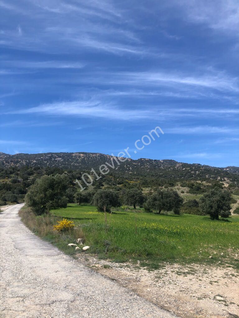 A TOTAL OF 40 ACRES OF FIELD FOR SALE IN THE VILLAGE OF TURNALAR, CONNECTED TO THE PIER-KANTARA (ACRE PRICE: 6000 STG) ** 