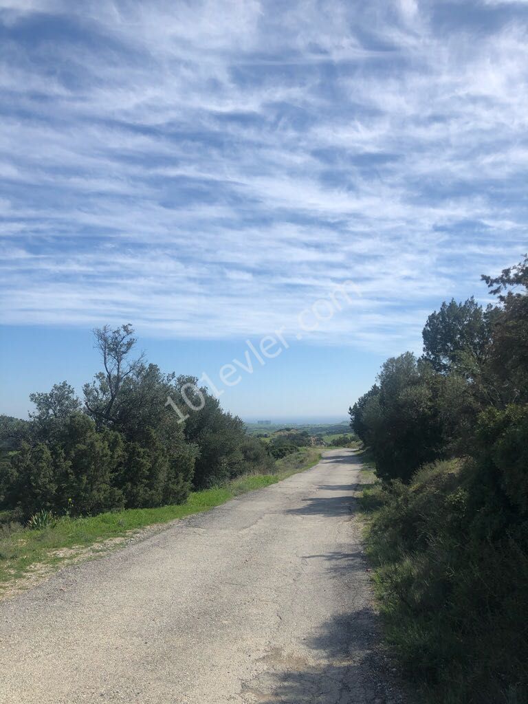 A TOTAL OF 40 ACRES OF FIELD FOR SALE IN THE VILLAGE OF TURNALAR, CONNECTED TO THE PIER-KANTARA (ACRE PRICE: 6000 STG) ** 