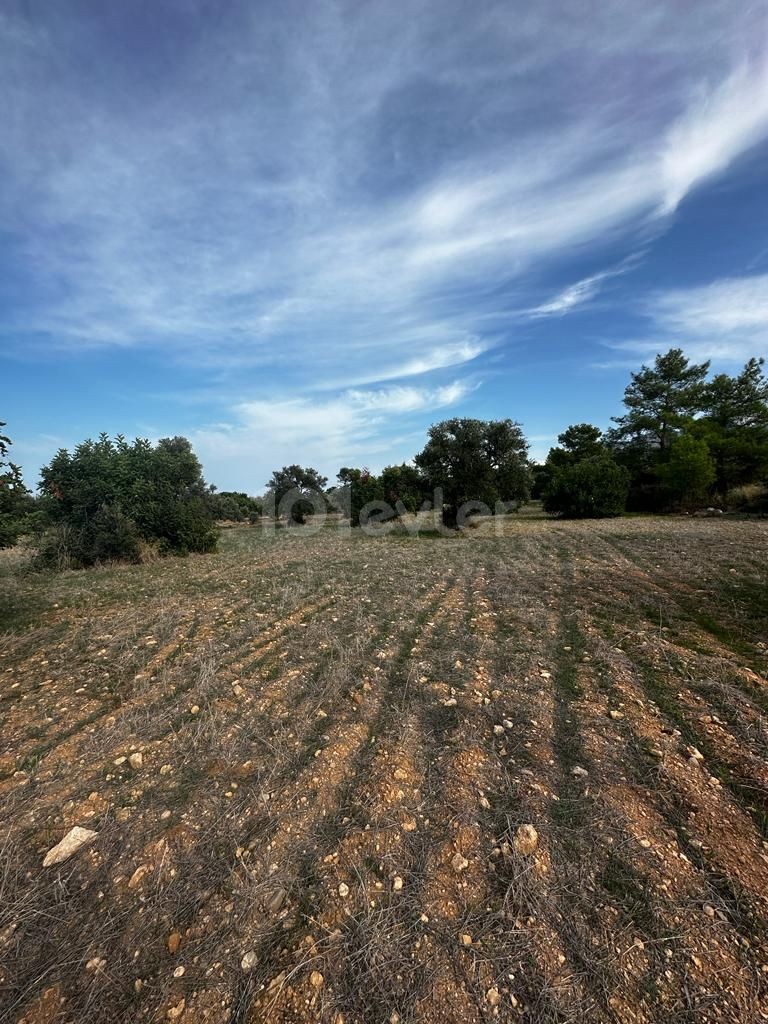 6 acres of 1 evlek land for sale in Girne/Karaağaç