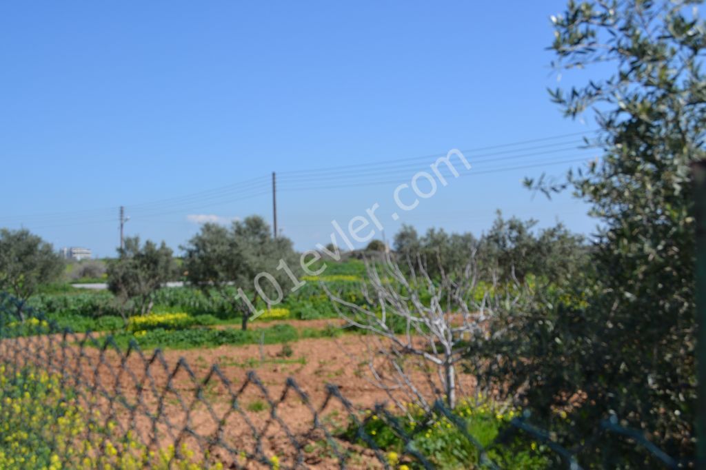 رشته برای فروش in Boğaz, ایسکله