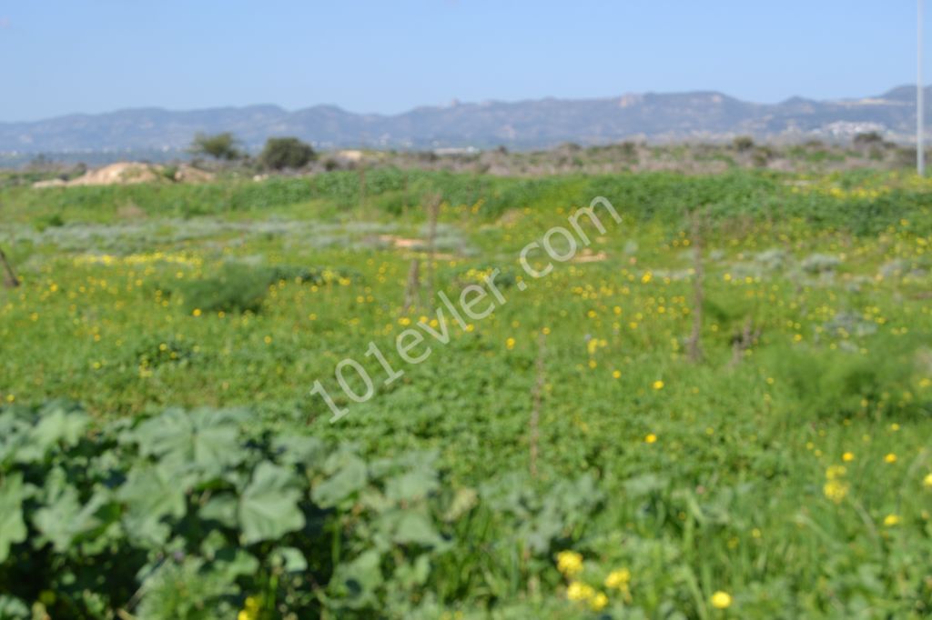 رشته برای فروش in Boğaz, ایسکله