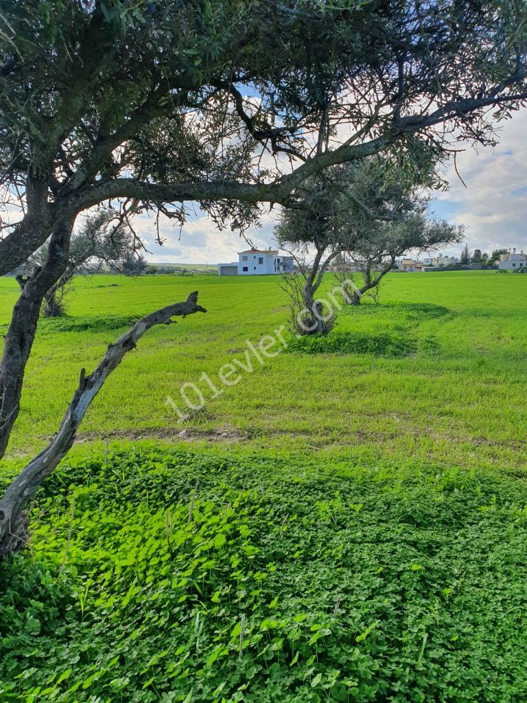 Residential Zoned Plot For Sale in Yeni Boğaziçi, Famagusta