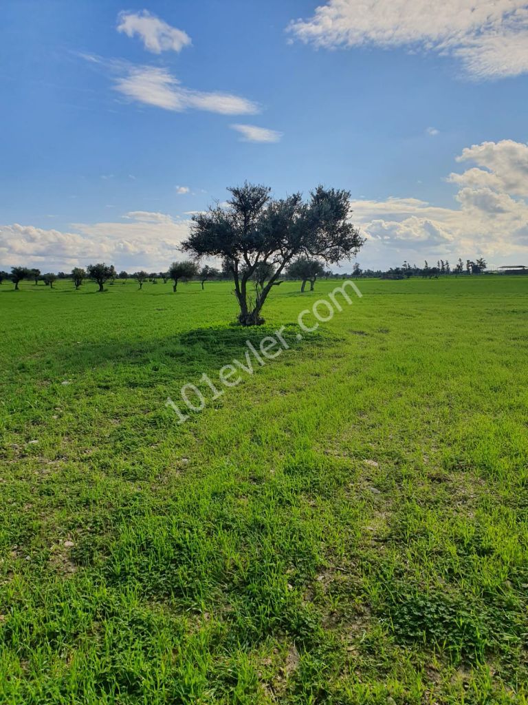 Residential Zoned Plot For Sale in Yeni Boğaziçi, Famagusta