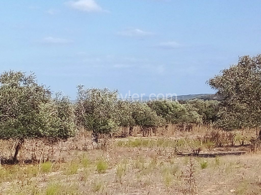 LAND FOR SALE IN İSKELE SİPAHİ ** 