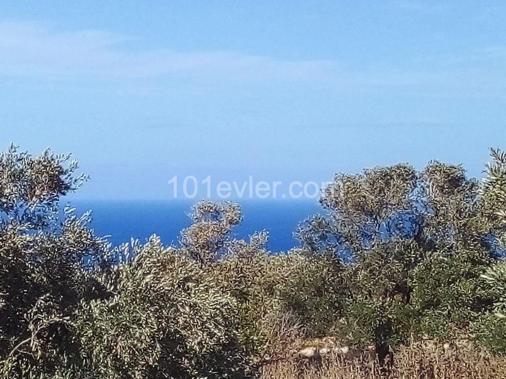 LAND FOR SALE IN İSKELE SİPAHİ ** 
