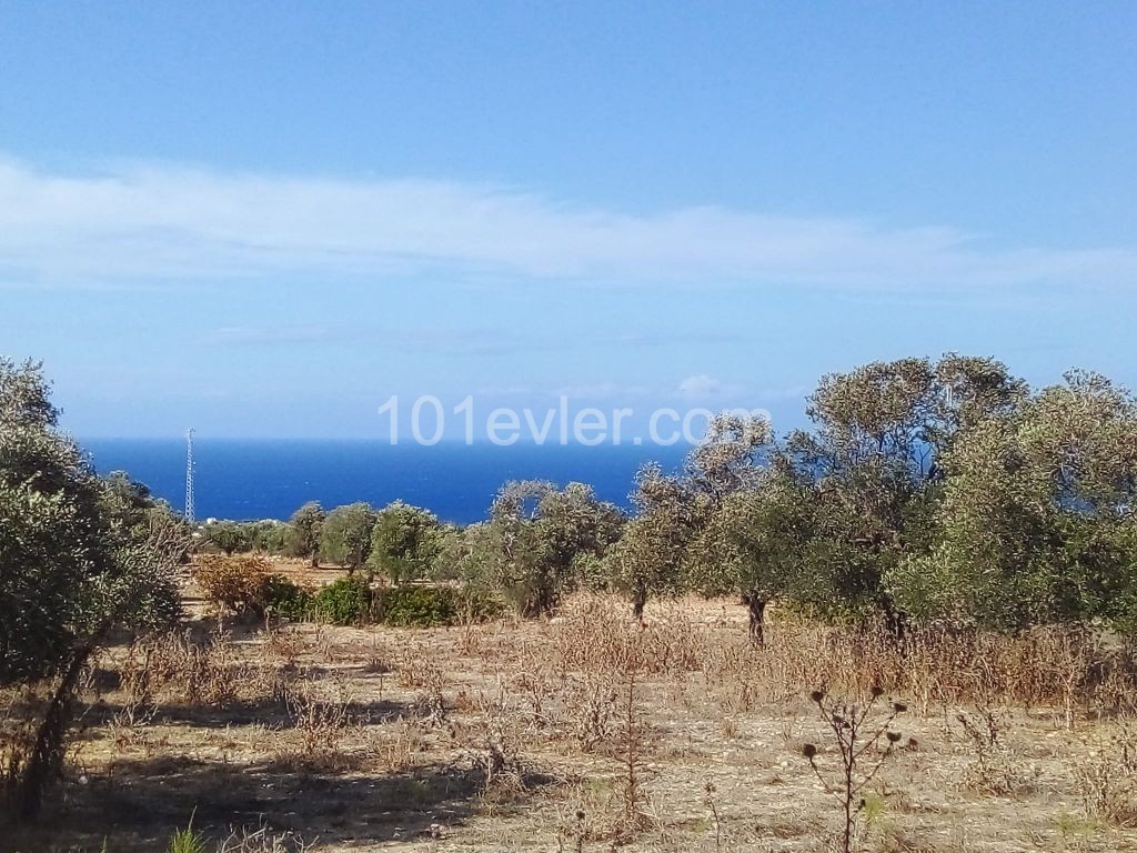 LAND FOR SALE IN İSKELE SİPAHİ ** 