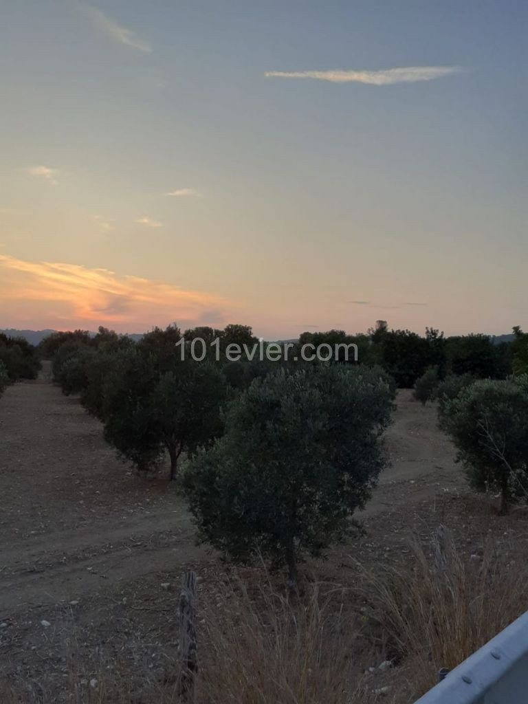 LAND FOR SALE IN ISKELE DIPKARPAZ ** 