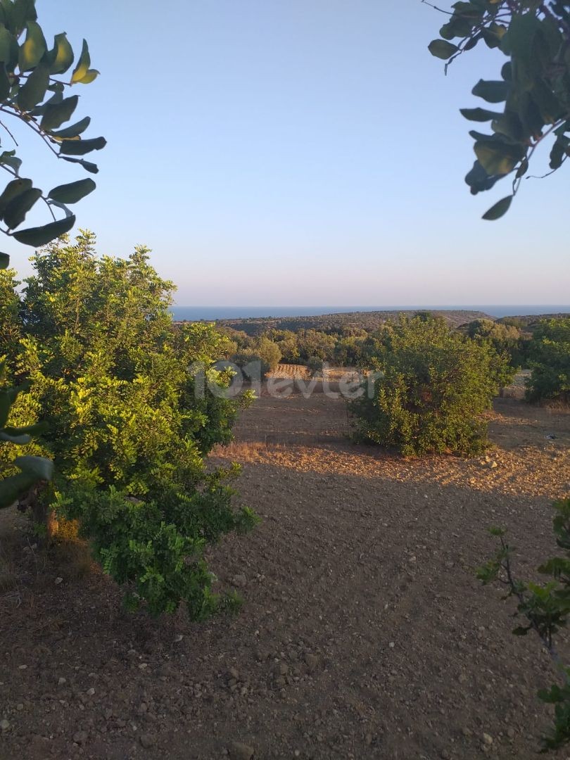 LAND FOR SALE IN ISKELE DIPKARPAZ ** 