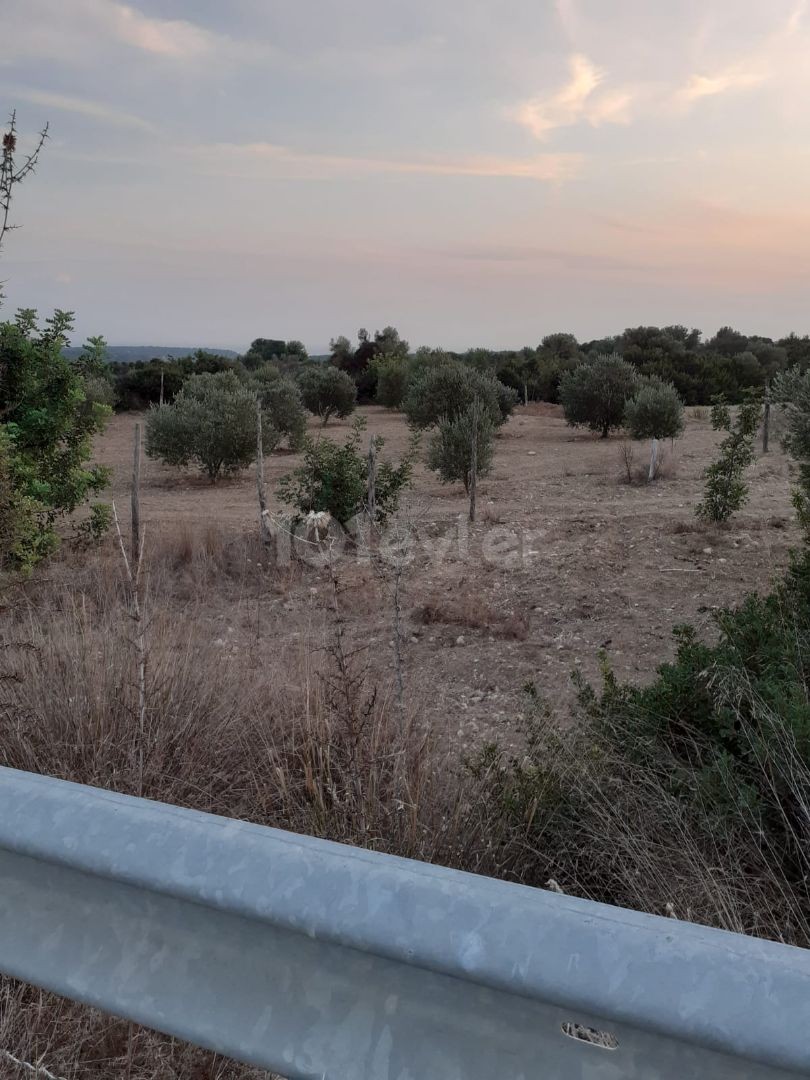 LAND FOR SALE IN ISKELE DIPKARPAZ ** 