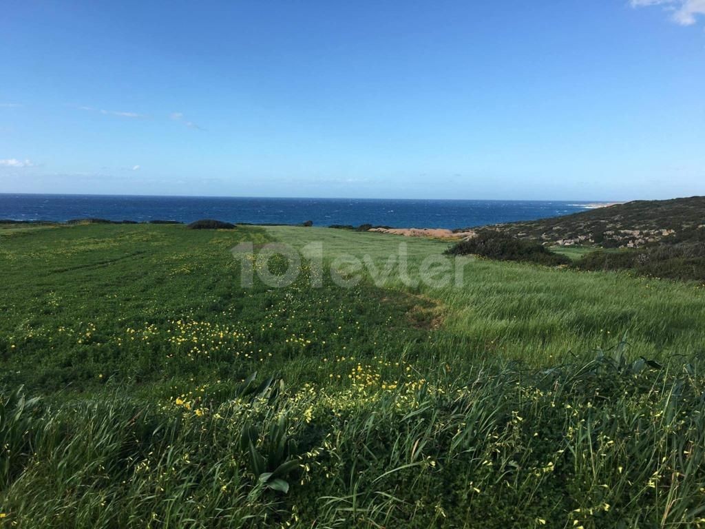 7 DNM LAND IN GREENKIRKOY, DIREKT AM MEER