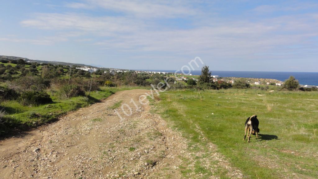 Feld Kaufen in Bahçeli, Kyrenia