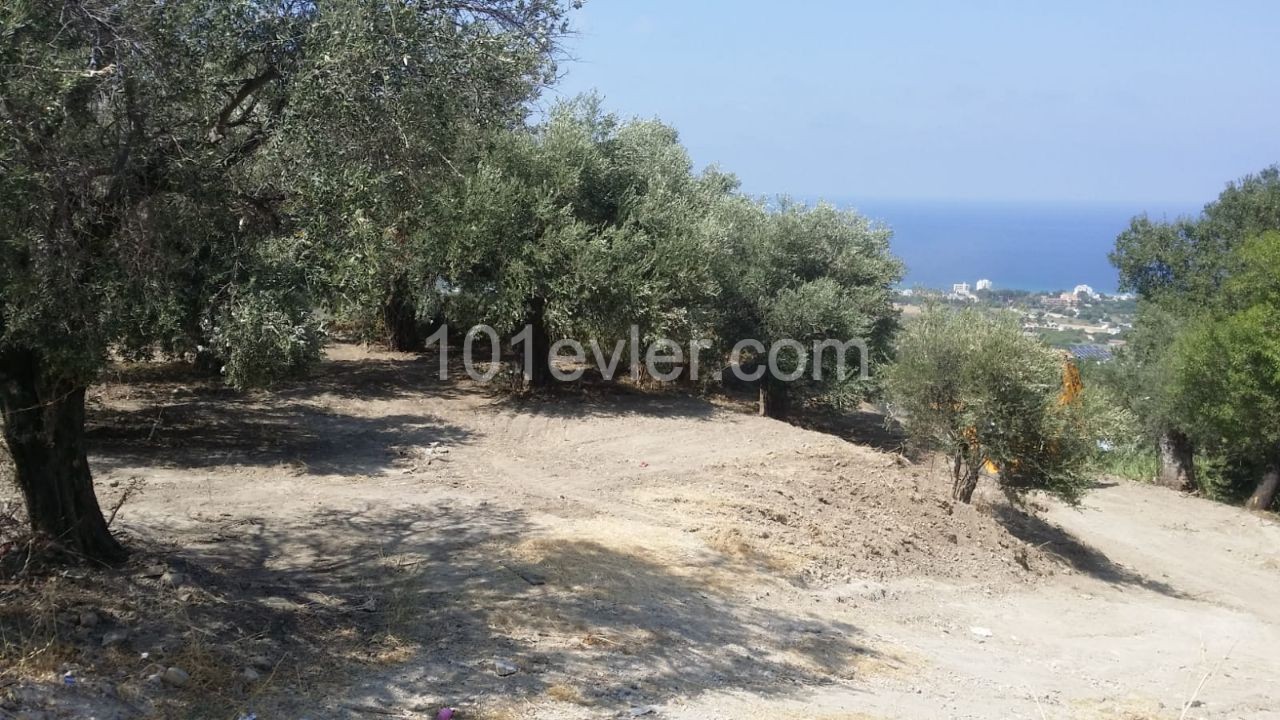 LAND FOR SALE AT BAŞPINAR NEAR THE ROAD - LAPTA OF KYRENIA, 2486 m2 LAND FOR SALE (90% CLOSED CONSTRUCTION COEFFICIENT, 3 FLOOR PERMIT), ROAD READY, PROJECT PERMITTED