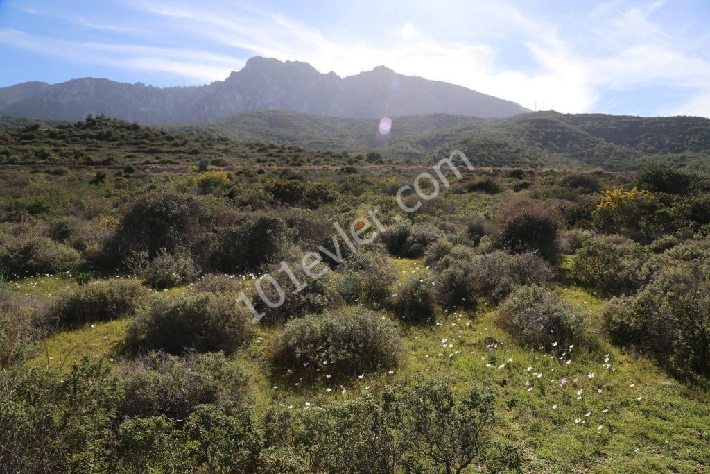 Residential Zoned Plot For Sale in Alsancak, Kyrenia