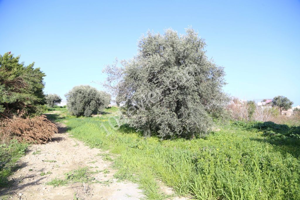 Residential Zoned Plot For Sale in Karakum, Kyrenia