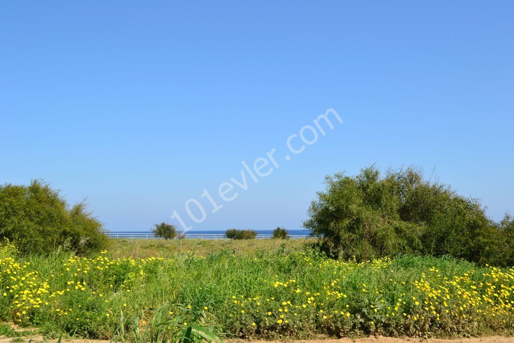 Eben Kaufen in Lapta, Kyrenia