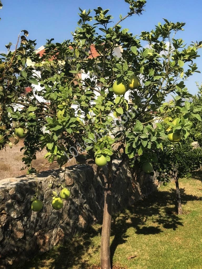 Boğaz'da kiralık 2+1 ikiz villa