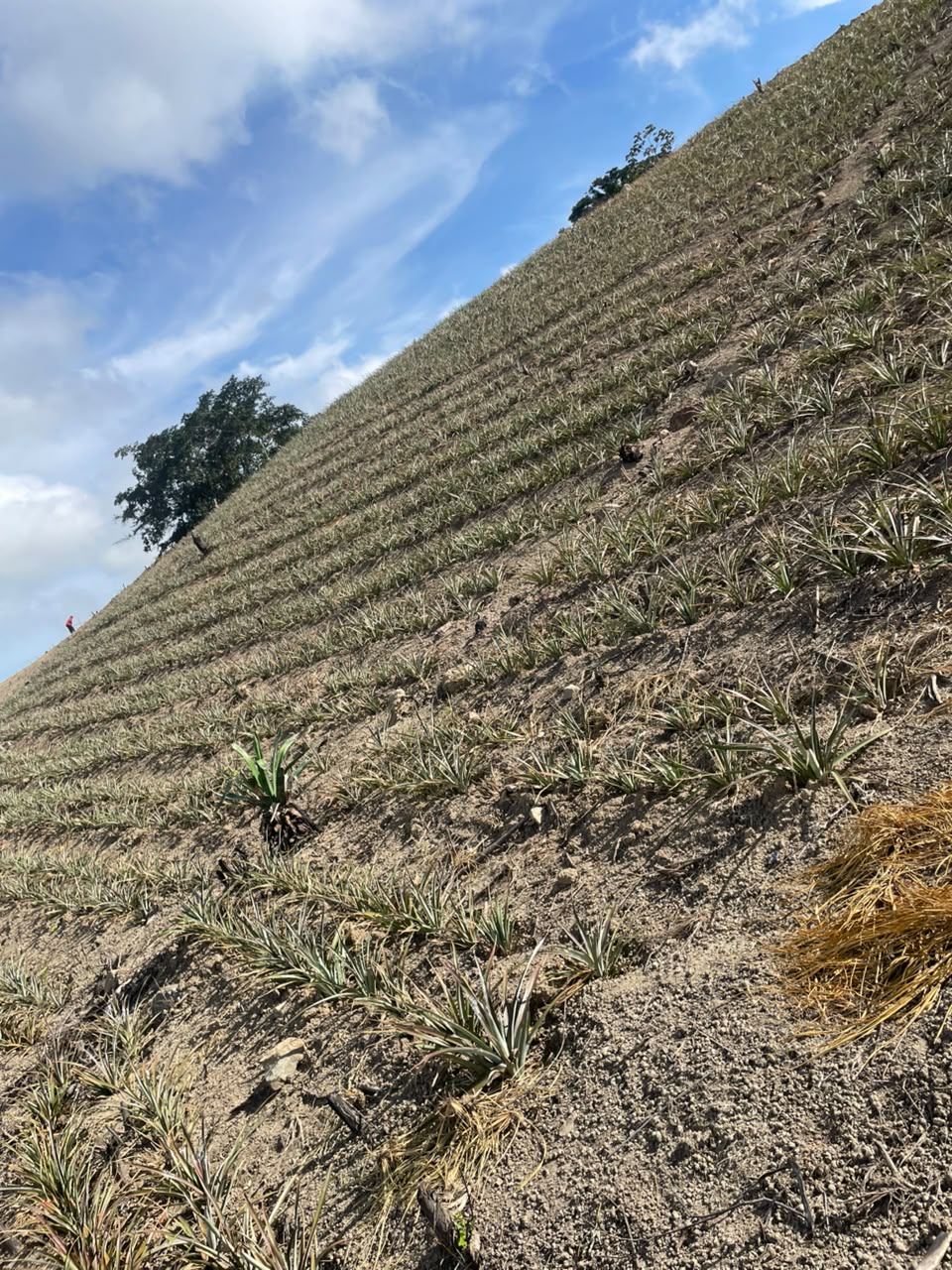 Pineapple farm Lara State Venezuela