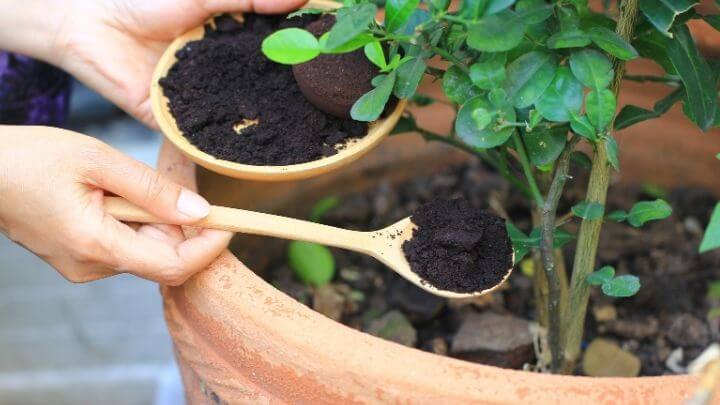 Used coffee grounds as fertilizer