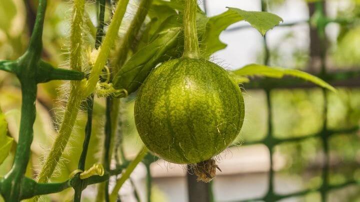 Watermelon on a trellis