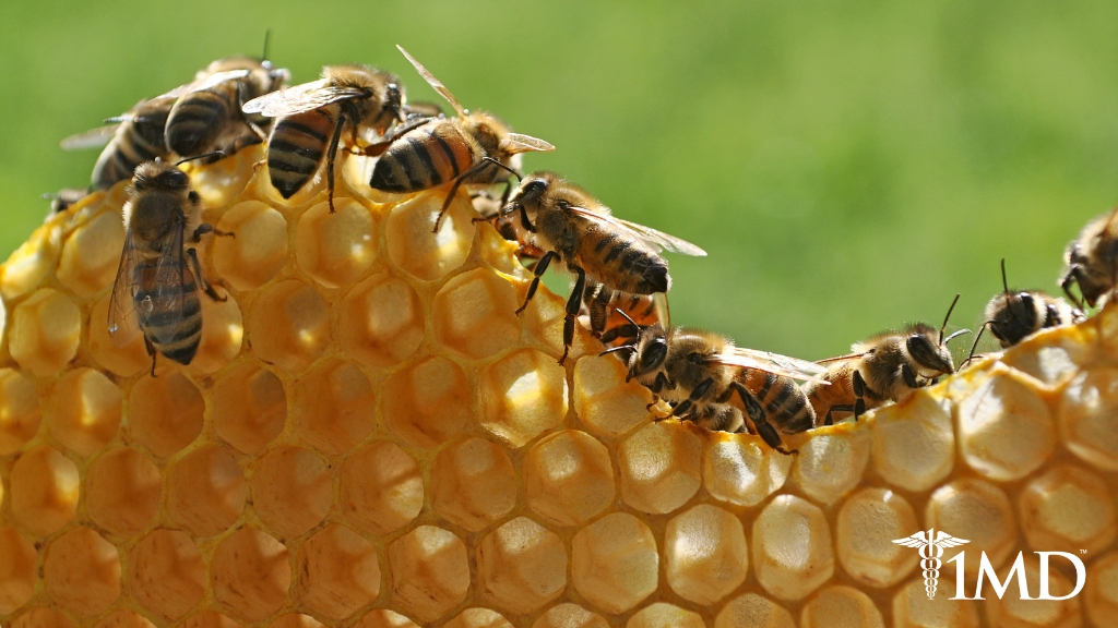 Could Probiotics Save the Bees? The Amazing Benefits of Microbials