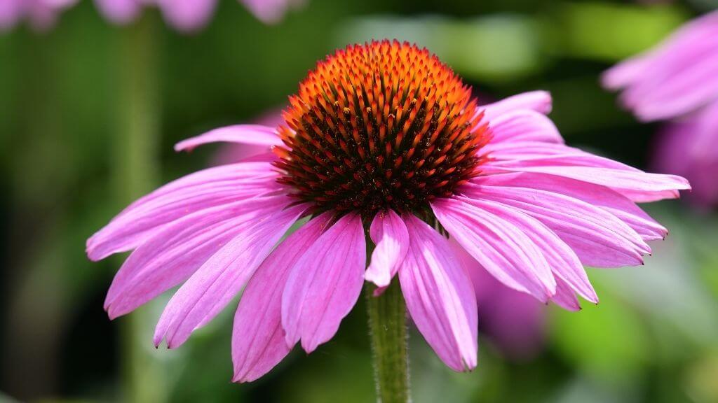 close up of an echinacea flower