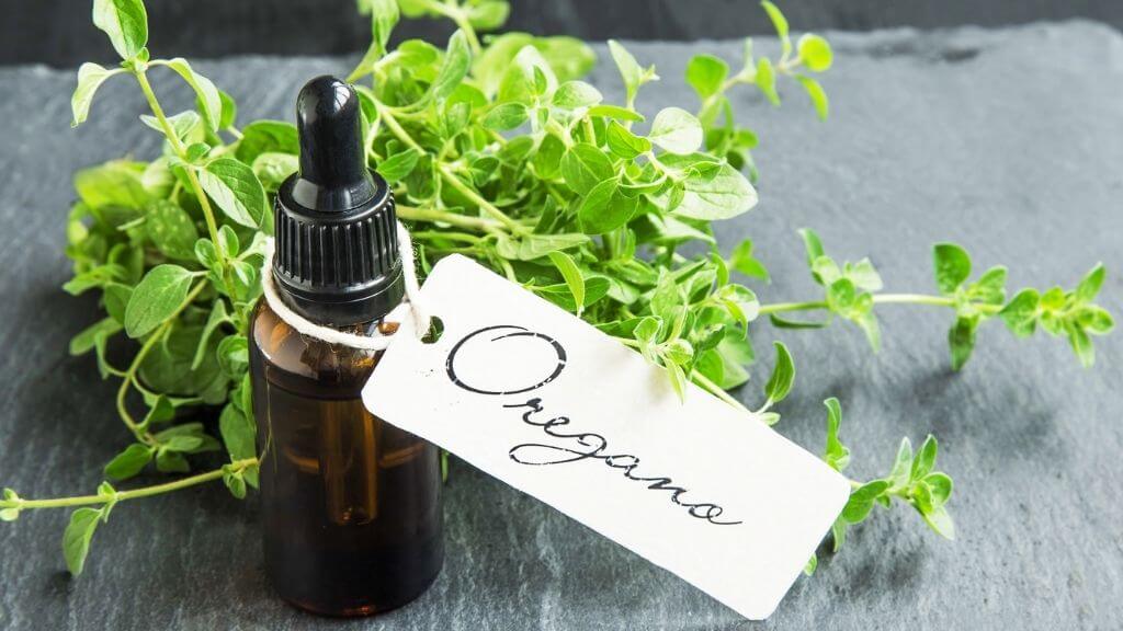 a bottle of oregano oil with fresh oregano herbs