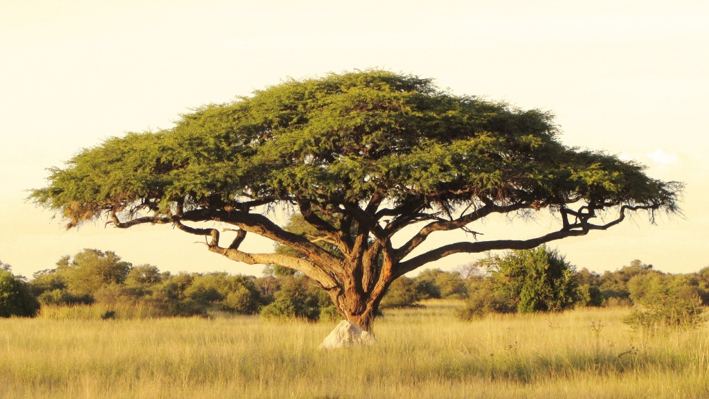 Why Do Acacia Trees Have Long Roots