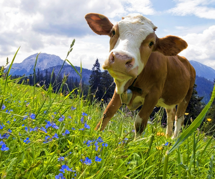 a cow standing in a field of flowers