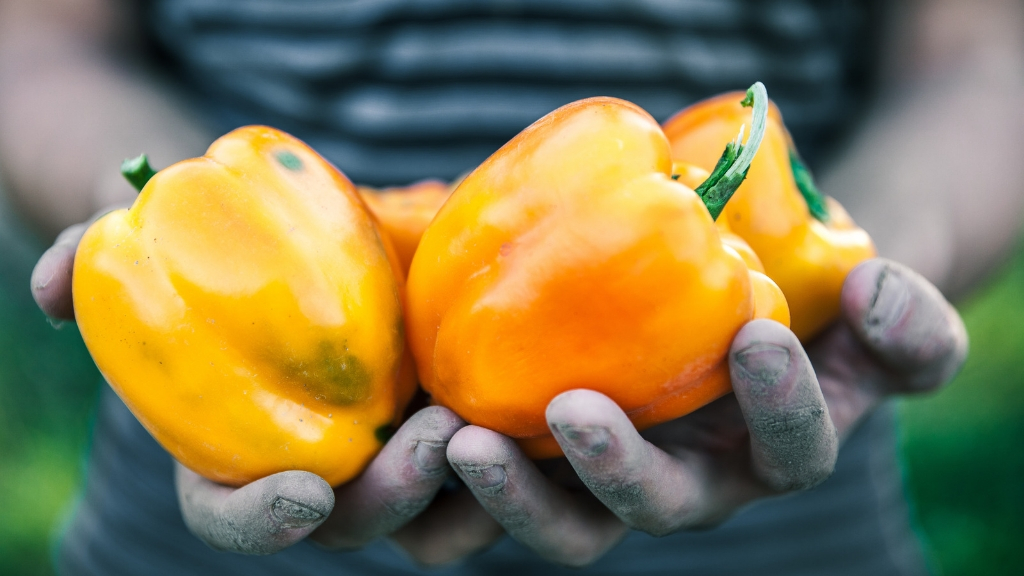 farmer holding bell peppers