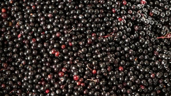 Elderberries