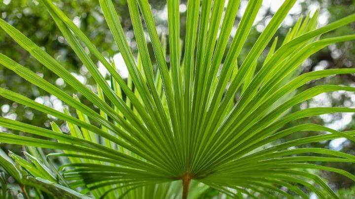 Saw palmetto leaves