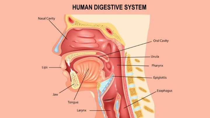 Human digestive system starts in the mouth