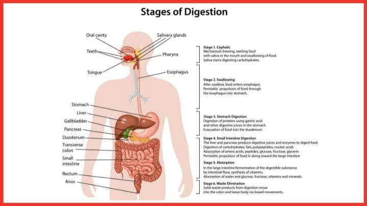 Human digestive system