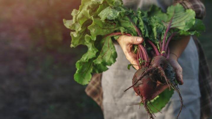 Woman holding fresh beetroots