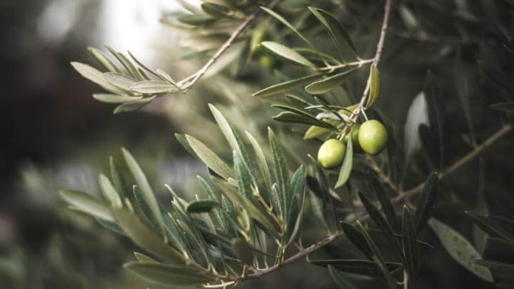 Olives on the tree branch