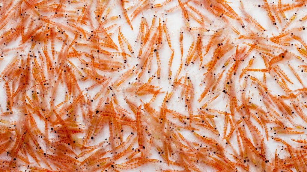 Krill