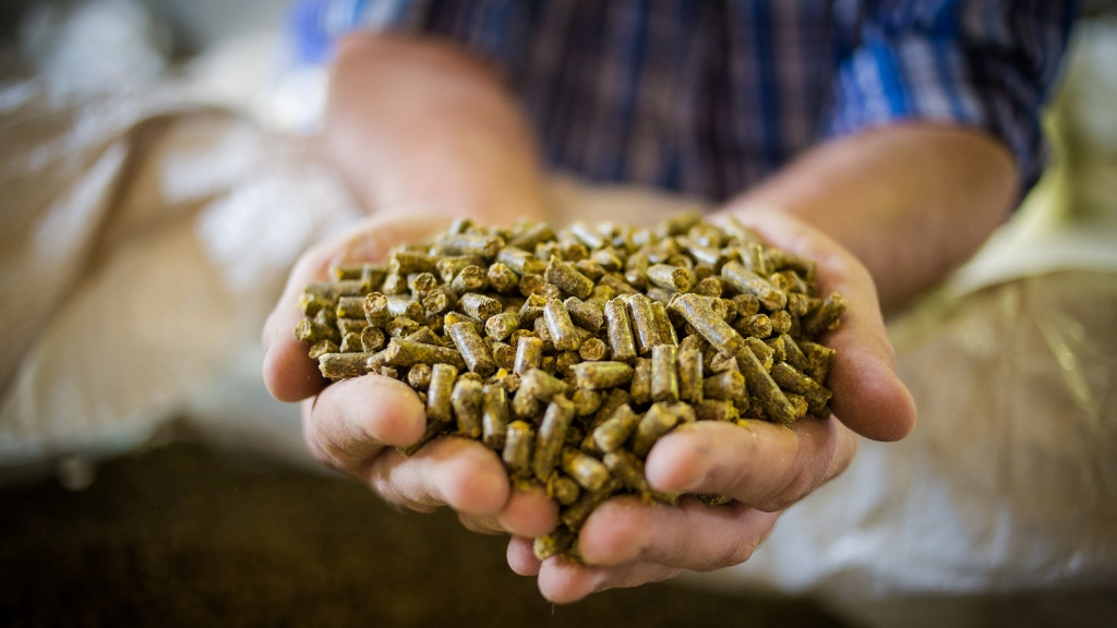 grains to feed cattle