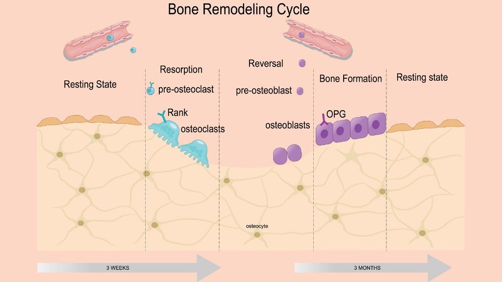 Bone remodeling cycle