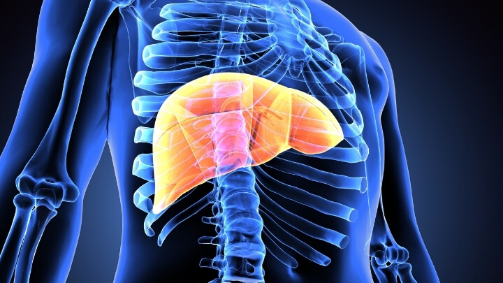 Healthy human liver 3-d illustration