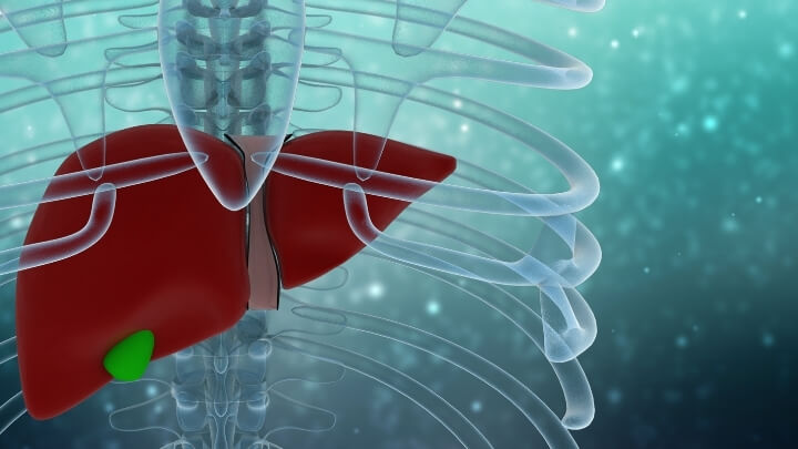 Healthy liver illustration