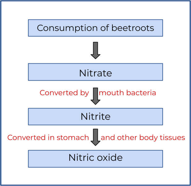 Consumed beetroots will be transformed into nitric oxide by the body