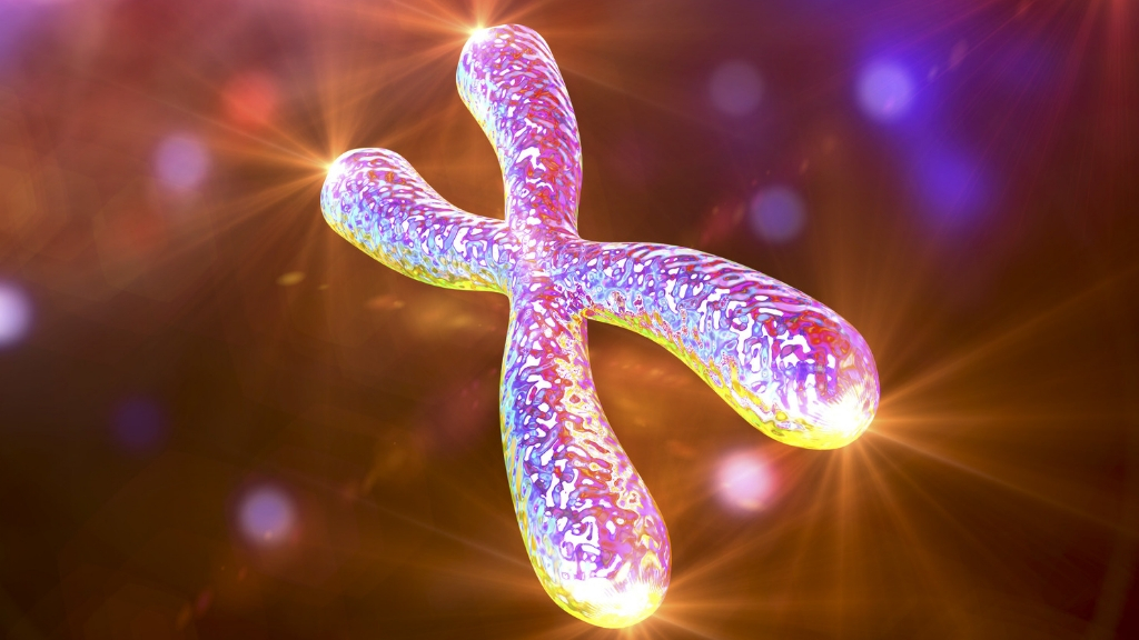 Human chromosome with shining telomeres