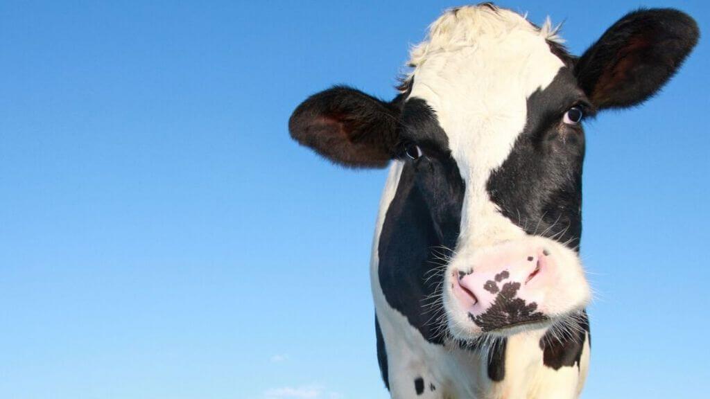 a cow with a blue sky