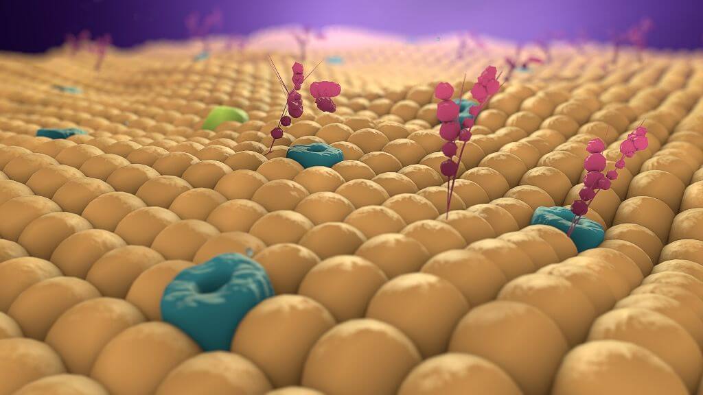 Cell membrane