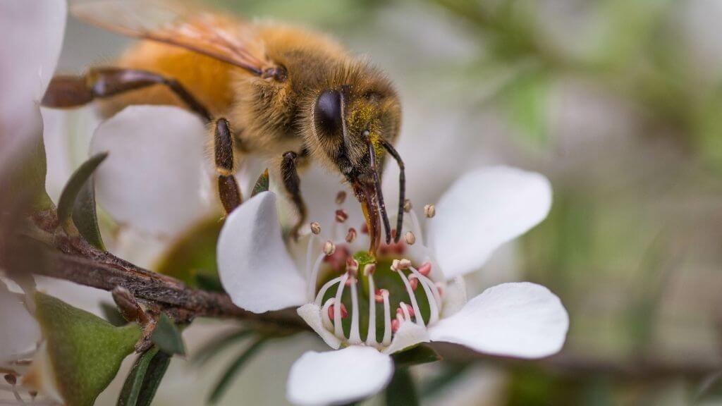 Bee on a flower