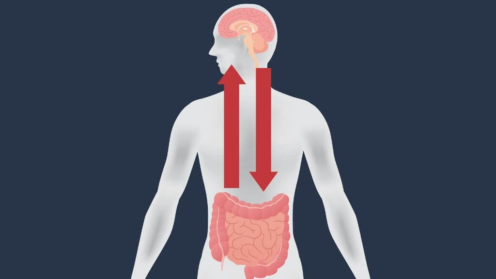 Gut and brain connection