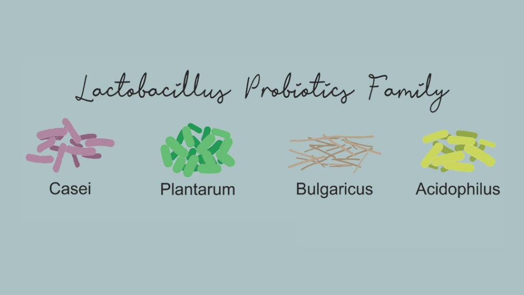 Probiotic strains