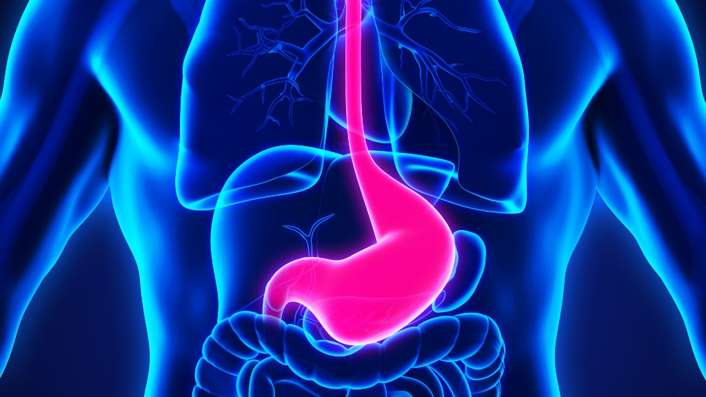 illustration of part of the human digestive system